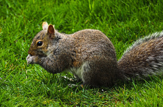 Squirrel Removal Service