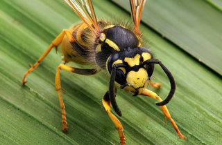 Edmonton Wasp Pest Control